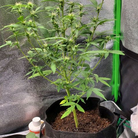 Banalaze II growlog timeline photo