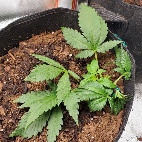 Little L growlog timeline photo
