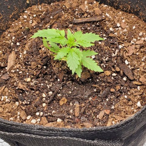 Bubbletwin Candy growlog timeline photo