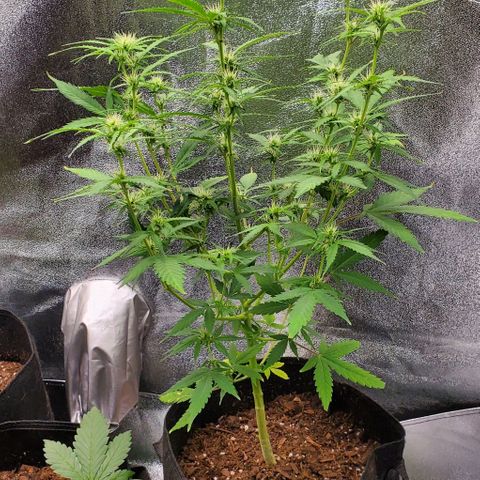Banalaze II growlog timeline photo