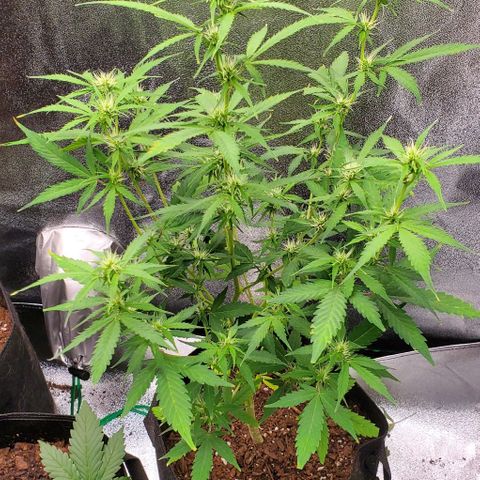 Banalaze II growlog timeline photo