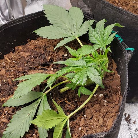 Little L growlog photo: Took out training wires, don't have enough space in my pot for what I wanted to try. She wants to grow upwards anyway 