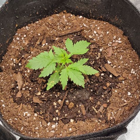 Bubbletwin Candy growlog photo: Contiues to grow leaves in sets of 3 instead of 2 