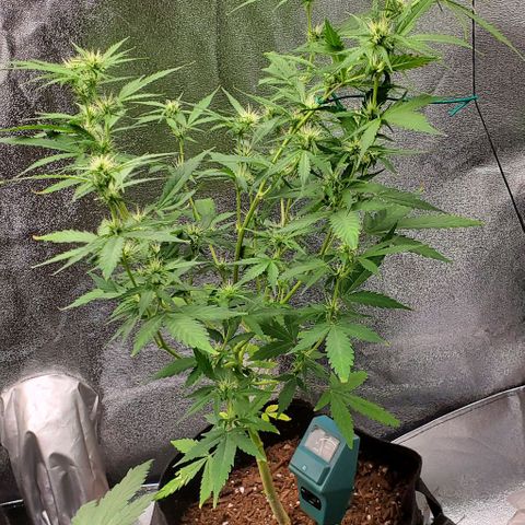 Banalaze II growlog timeline photo