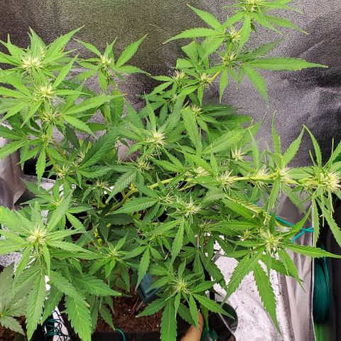 Banalaze II growlog timeline photo