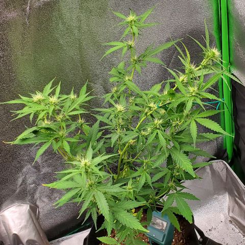 Banalaze II growlog timeline photo