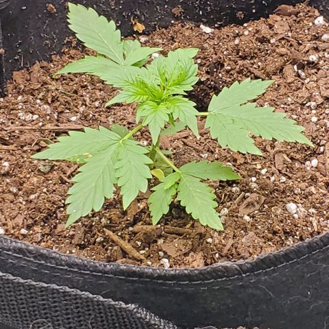 Bubbletwin Candy growlog timeline photo