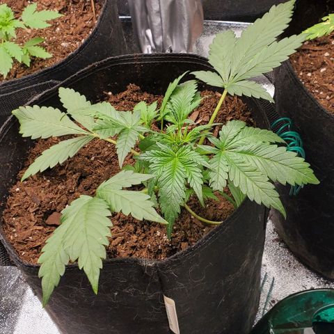 Little L growlog timeline photo