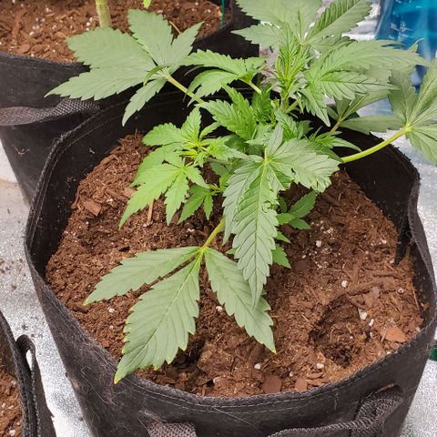 Little L growlog timeline photo