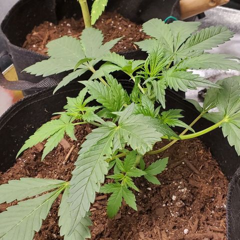 Little L growlog timeline photo
