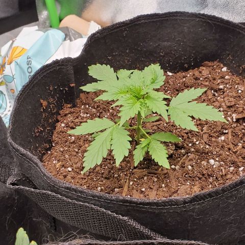 Bubbletwin Candy growlog timeline photo