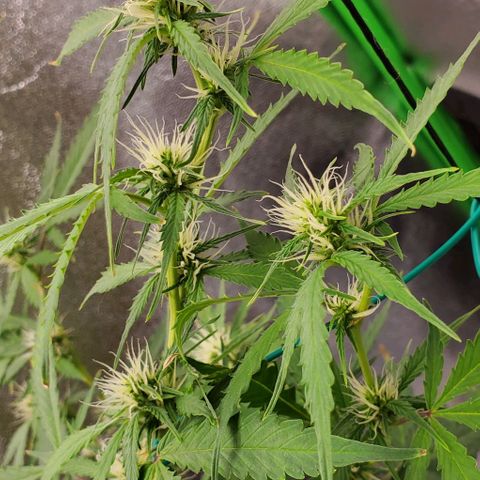 Banalaze II growlog timeline photo