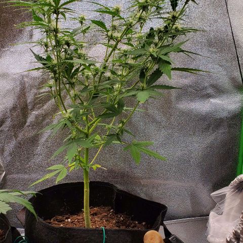 Banalaze II growlog timeline photo