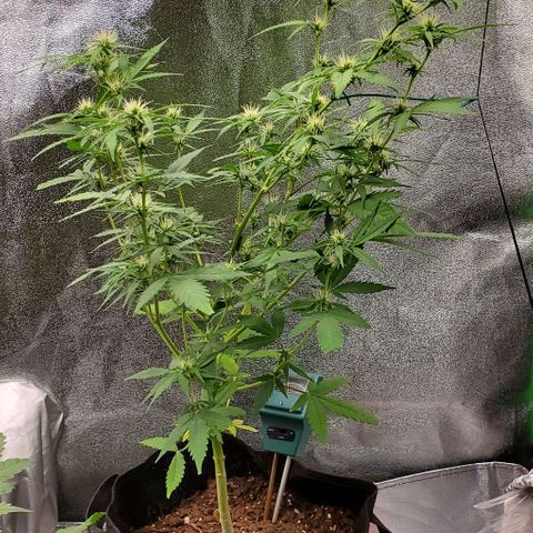 Banalaze II growlog timeline photo
