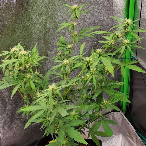 Banalaze II growlog timeline photo