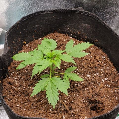Bubbletwin Candy growlog timeline photo