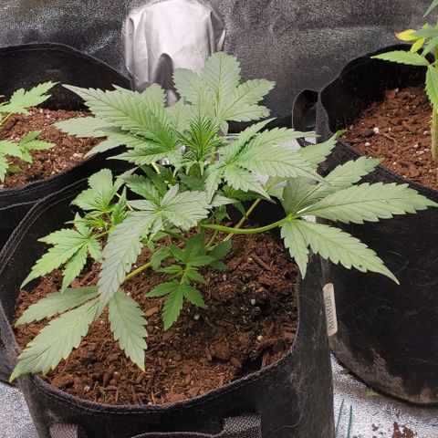 Little L growlog timeline photo