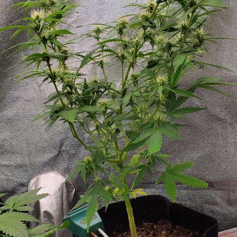 Banalaze II growlog timeline photo