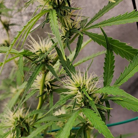 Banalaze II growlog timeline photo