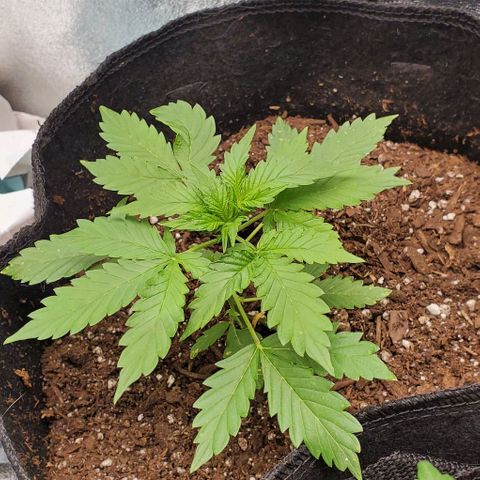 Bubbletwin Candy growlog timeline photo