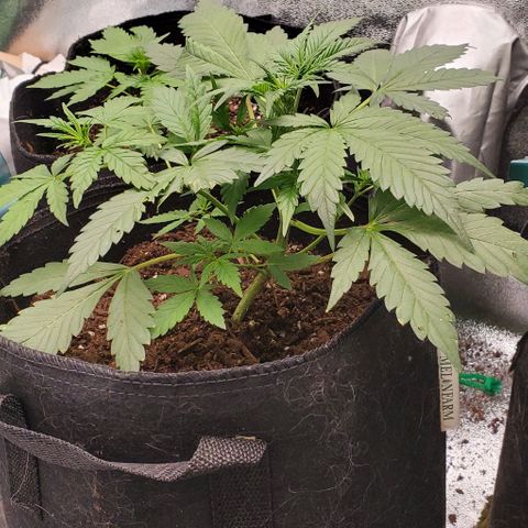 Little L growlog timeline photo