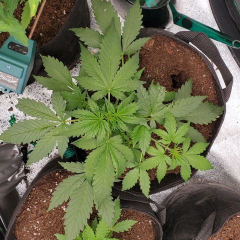 Little L growlog timeline photo