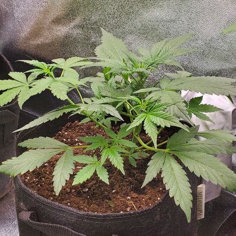 Little L growlog timeline photo