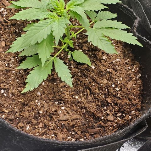 Bubbletwin Candy growlog timeline photo