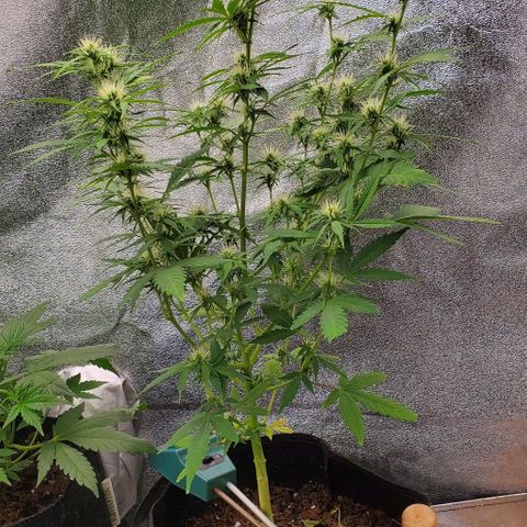 Banalaze II growlog timeline photo