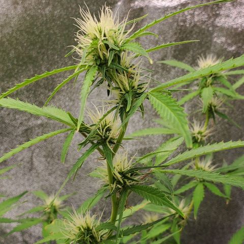 Banalaze II growlog timeline photo