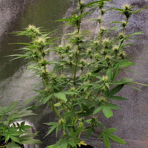 Banalaze II growlog timeline photo
