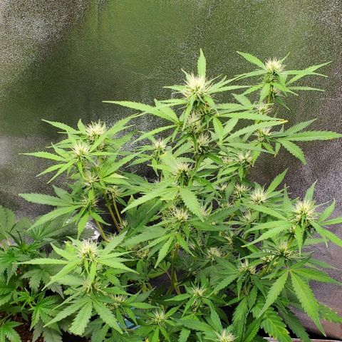 Banalaze II growlog timeline photo