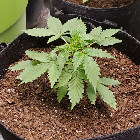 Bubbletwin Candy growlog timeline photo
