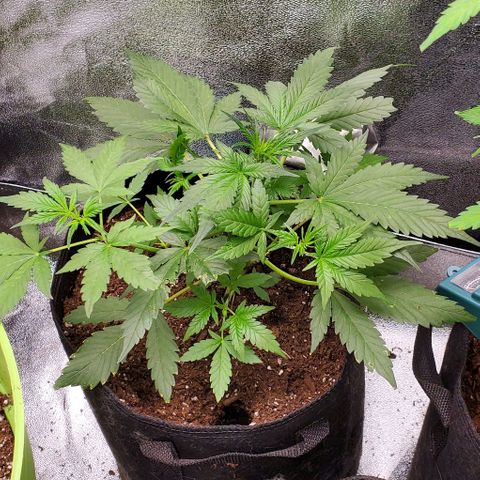Little L growlog timeline photo