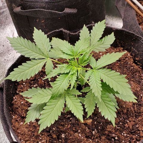 Bubbletwin Candy growlog timeline photo