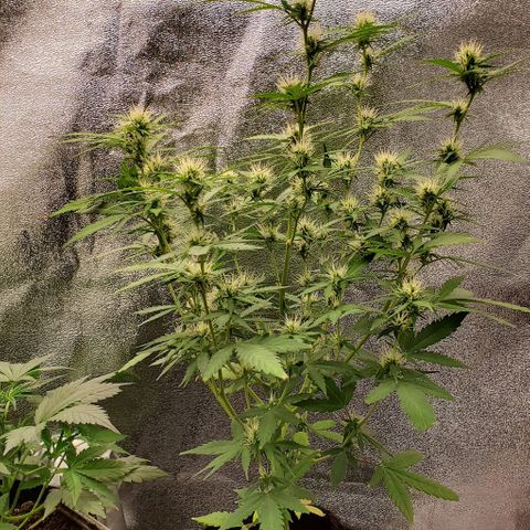 Banalaze II growlog timeline photo
