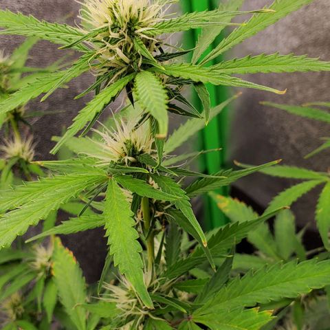 Banalaze II growlog timeline photo