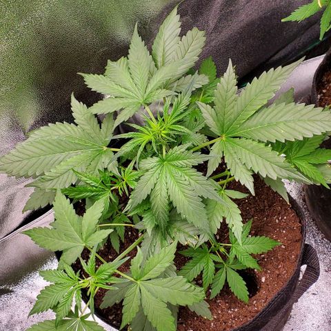 Little L growlog timeline photo