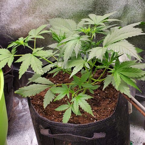 Little L growlog timeline photo