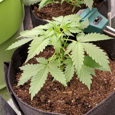 Bubbletwin Candy growlog timeline photo