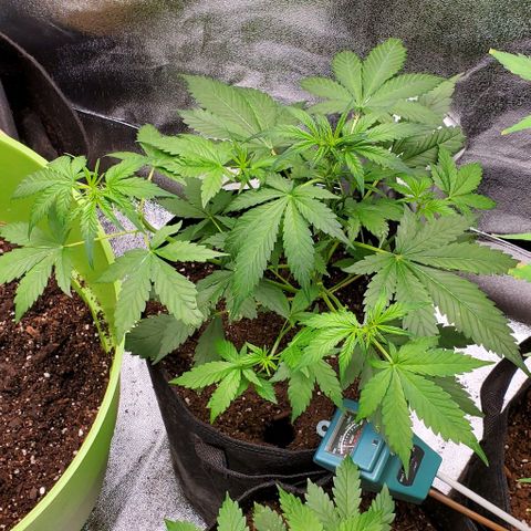 Little L growlog timeline photo
