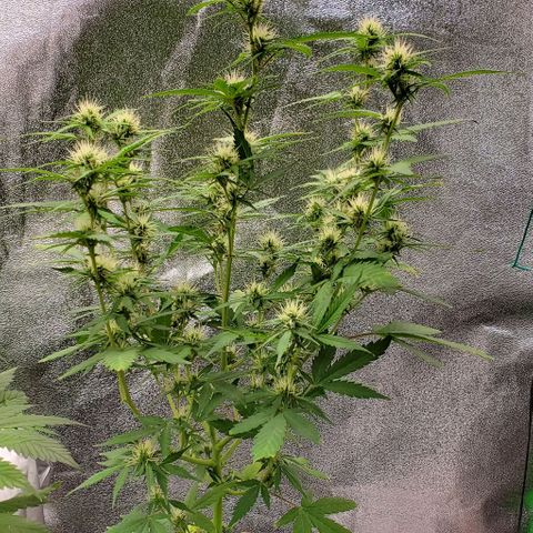 Banalaze II growlog timeline photo