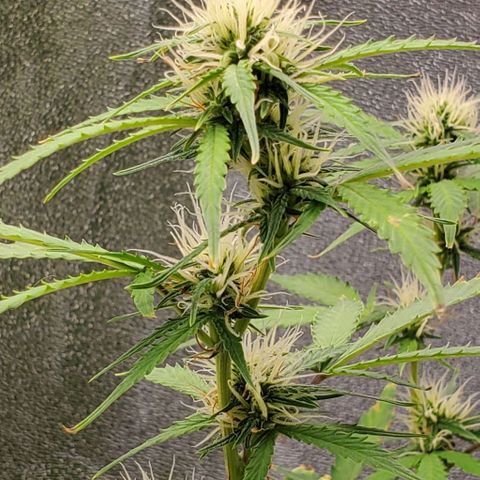 Banalaze II growlog timeline photo