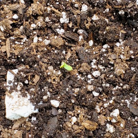 Starla growlog timeline photo