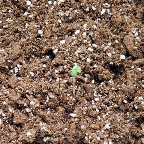 Starla growlog timeline photo