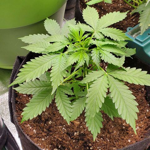 Bubbletwin Candy growlog timeline photo