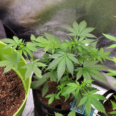 Little L growlog timeline photo