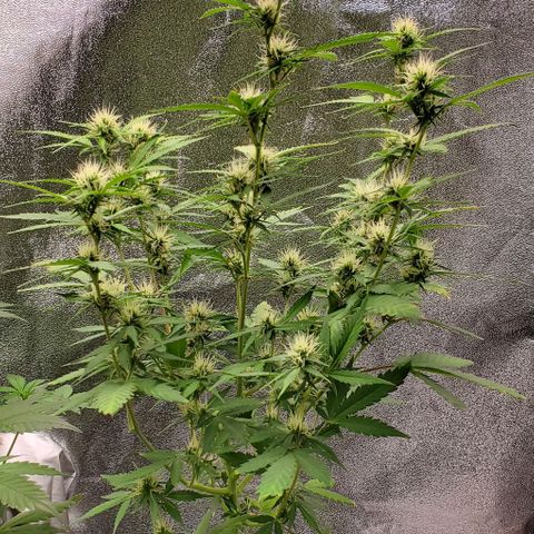 Banalaze II growlog timeline photo