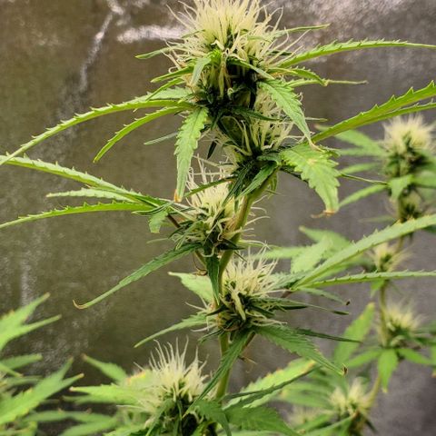 Banalaze II growlog timeline photo