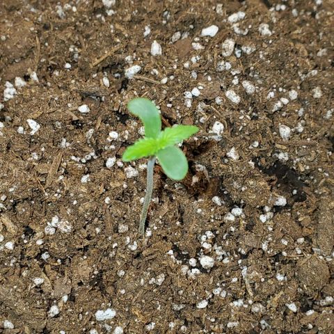 Starla growlog timeline photo